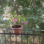 Lelli ספליט
