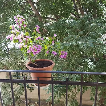 Lelli 스플리트